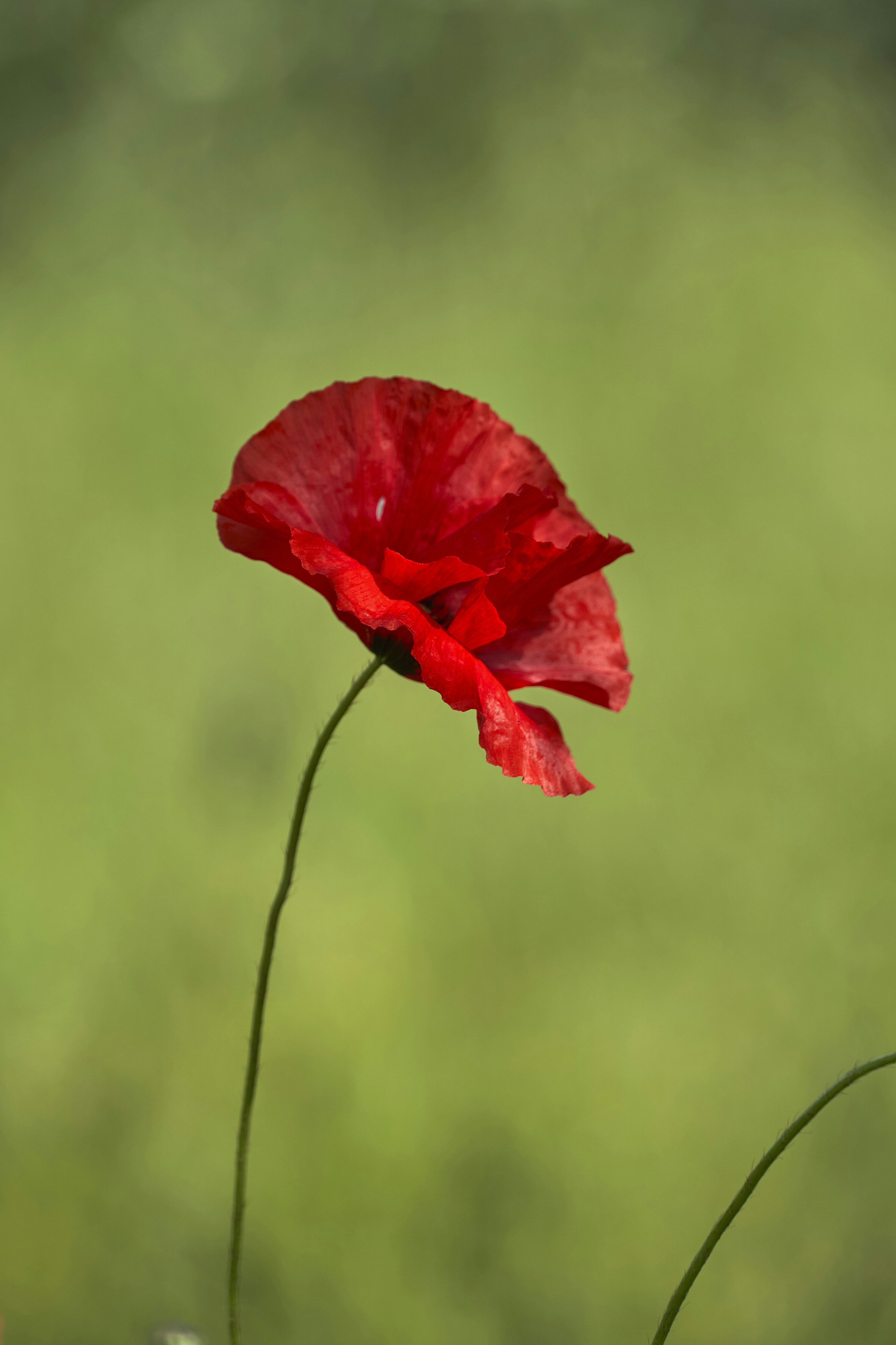 Photo by wolfgang_hasselmann