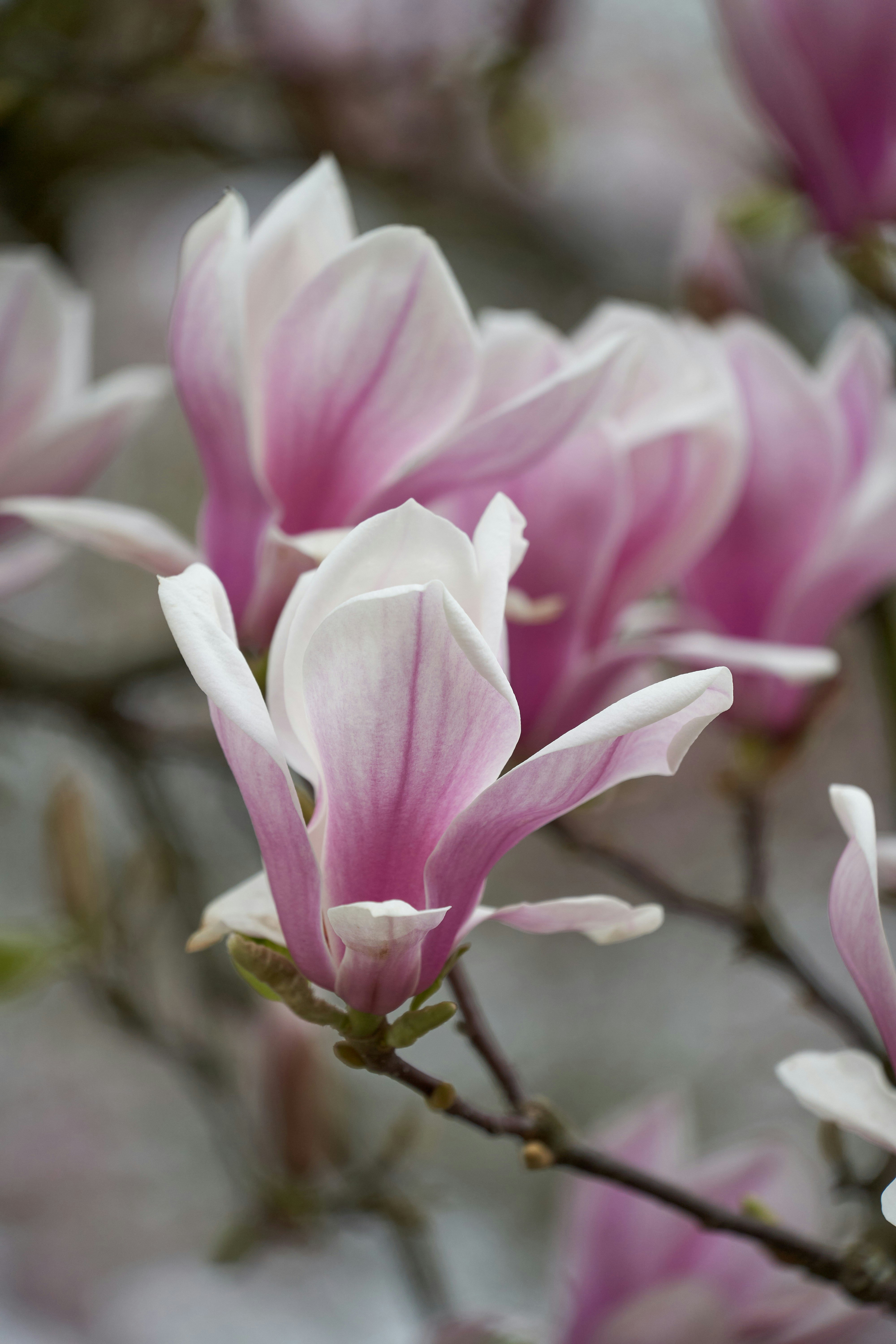 Photo by wolfgang_hasselmann