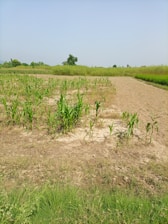 A team planting young trees in a lush green field under clear skies.