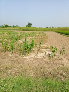 A farmer planting cover crops in a lush green field under a clear sky.