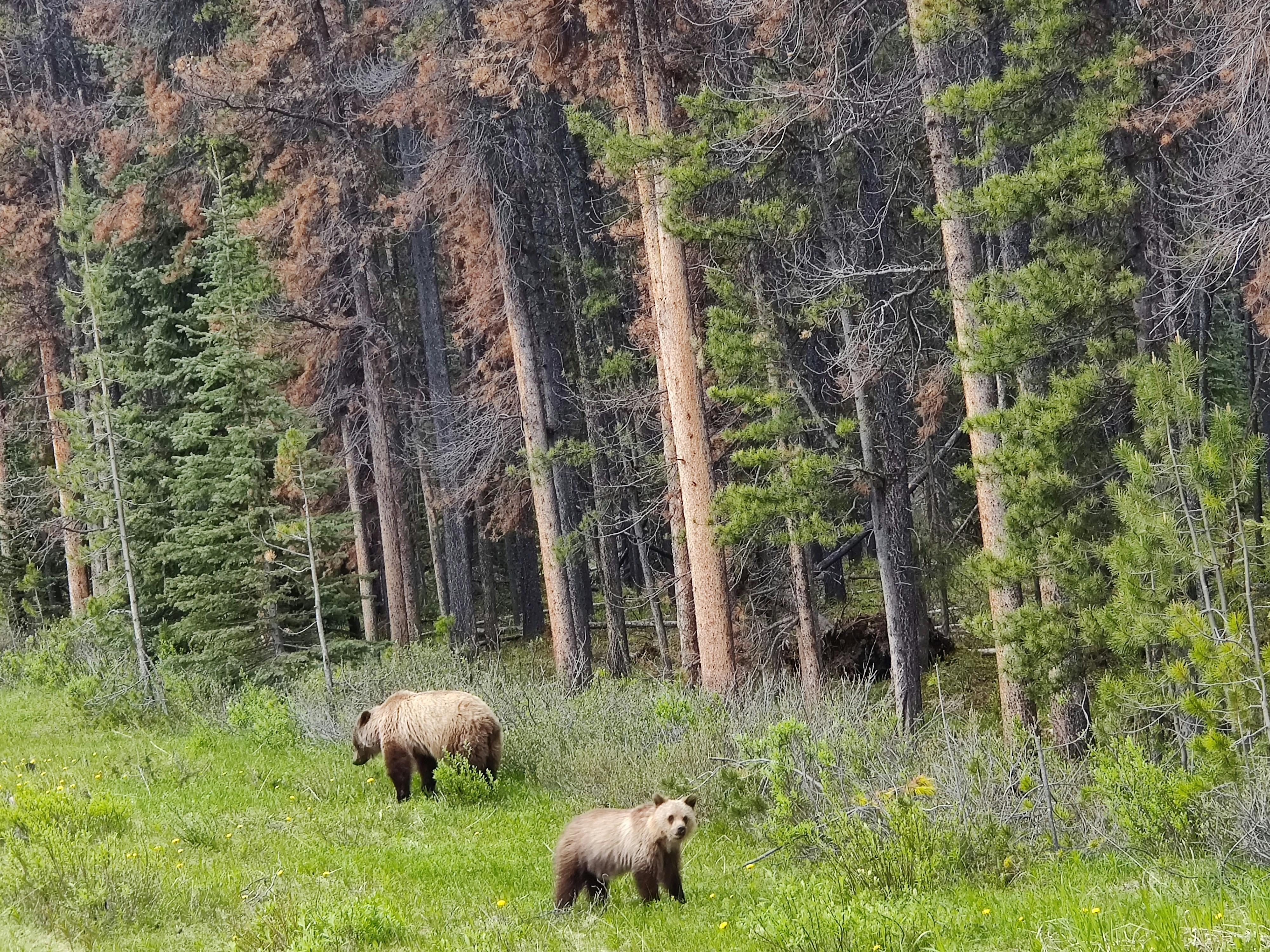 bears walking in the forest, Mama bear and baby bear</p><p>Jasper National Park, CA