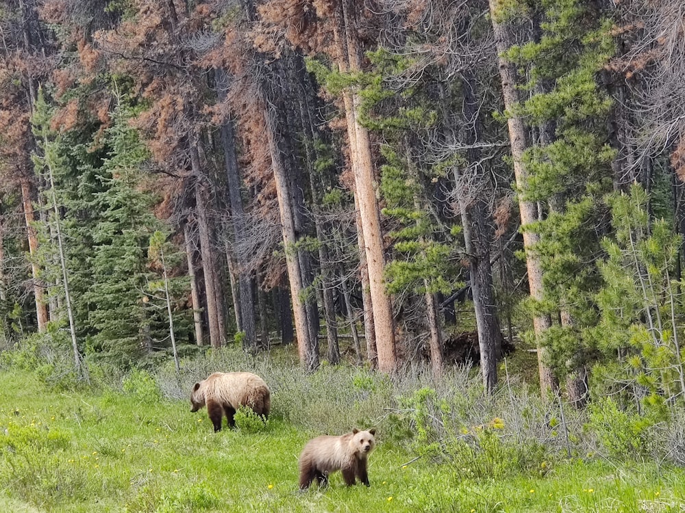 Orsi che camminano nella foresta