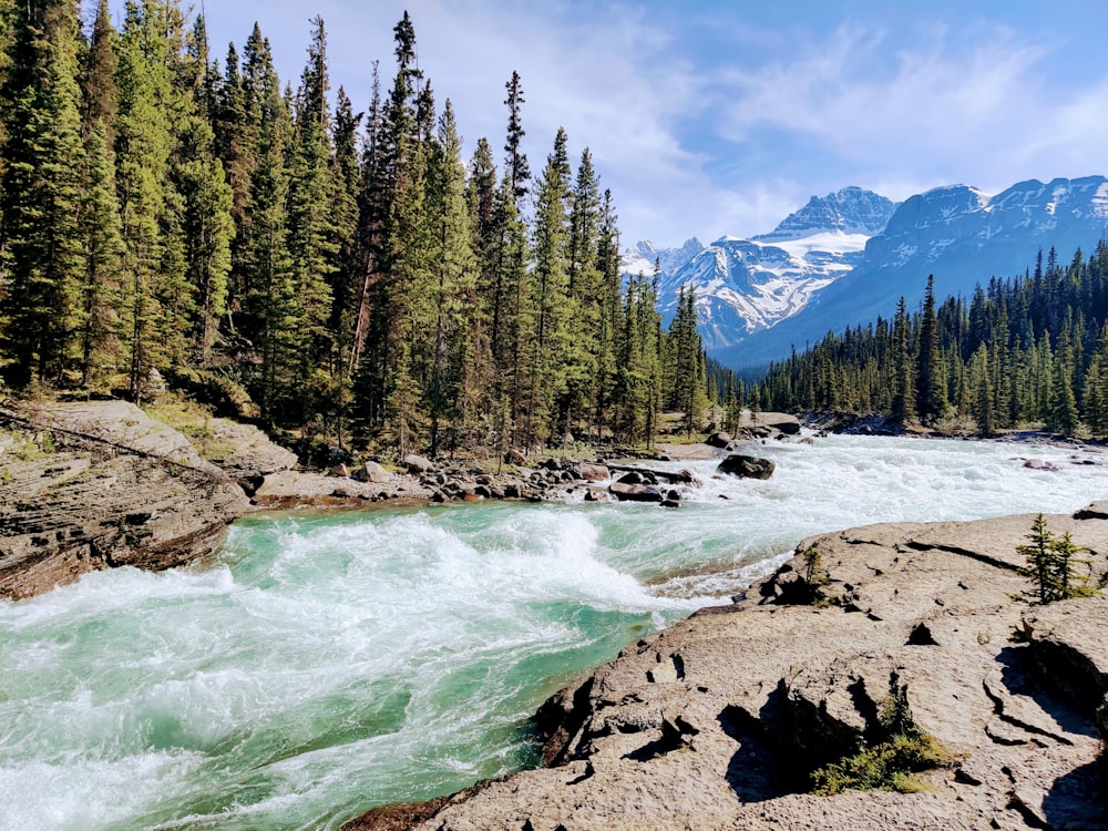 a river running through a forest