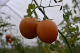 Close-up of ripe tomatoes growing inside a naturally ventilated polyhouse.