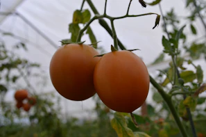 A close-up of ripe tomatoes hanging on the vine in a sunny greenhouse