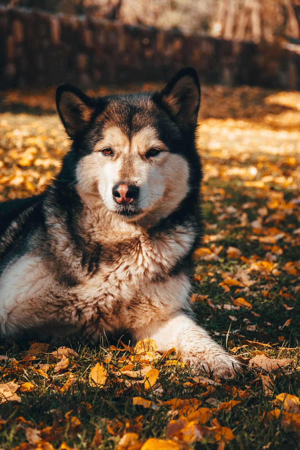 a dog lying in leaves