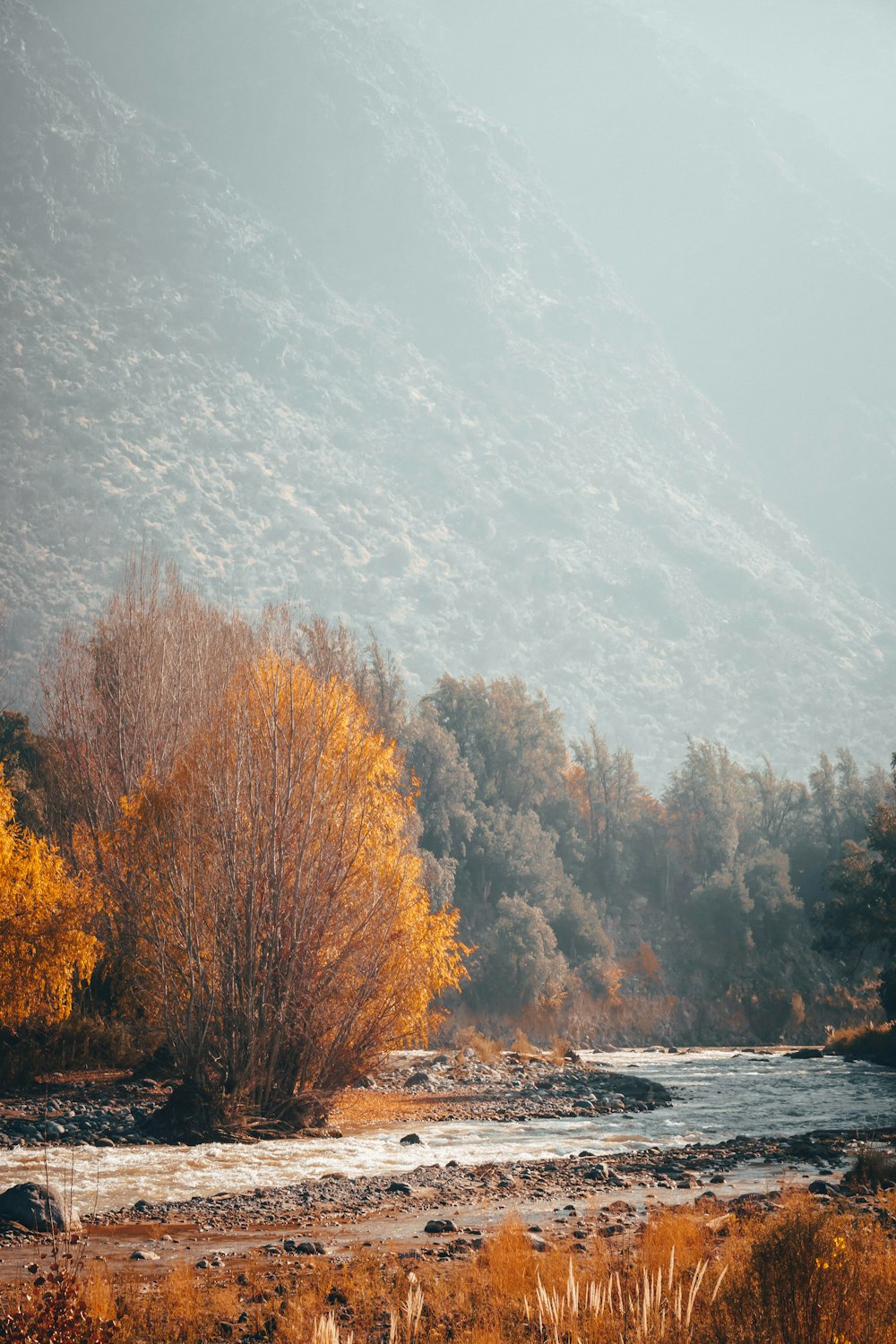 a river with trees and a rainbow