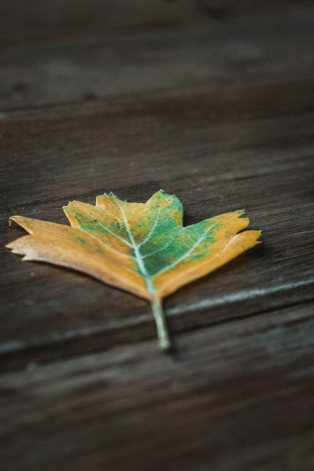 a leaf on a table