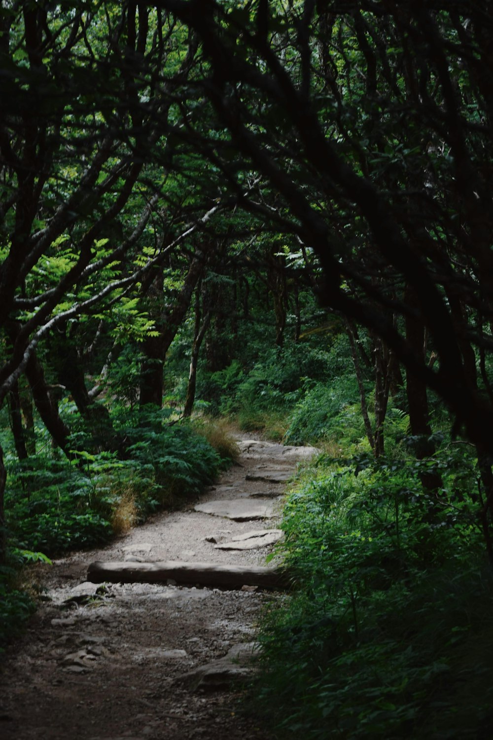 a path through a forest