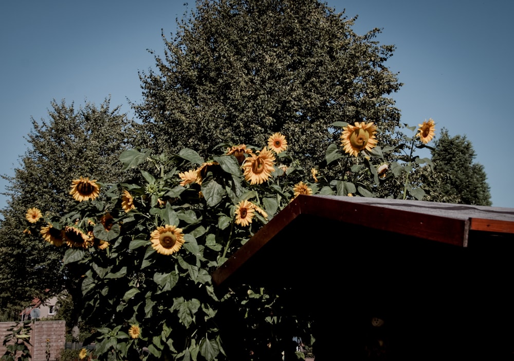 a tree with yellow flowers