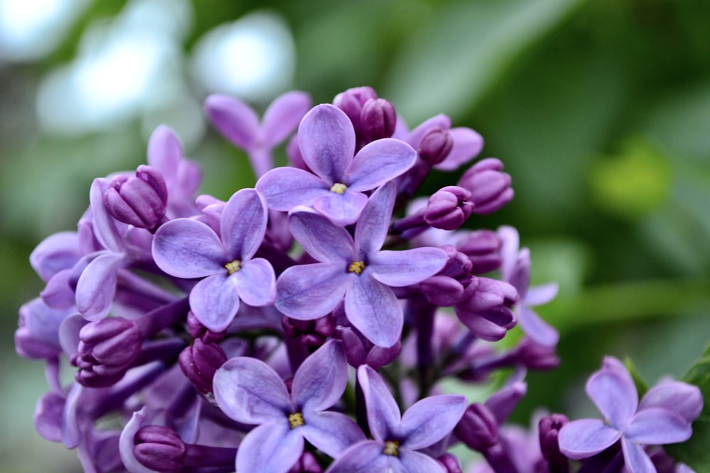 a group of purple flowers