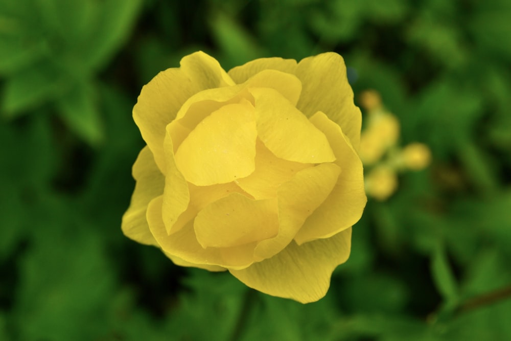 a yellow flower with green leaves