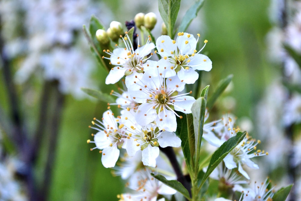 a close up of white flowers