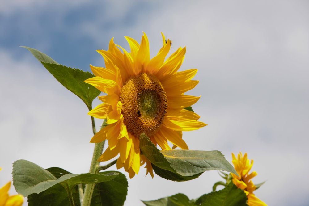a close up of a sunflower