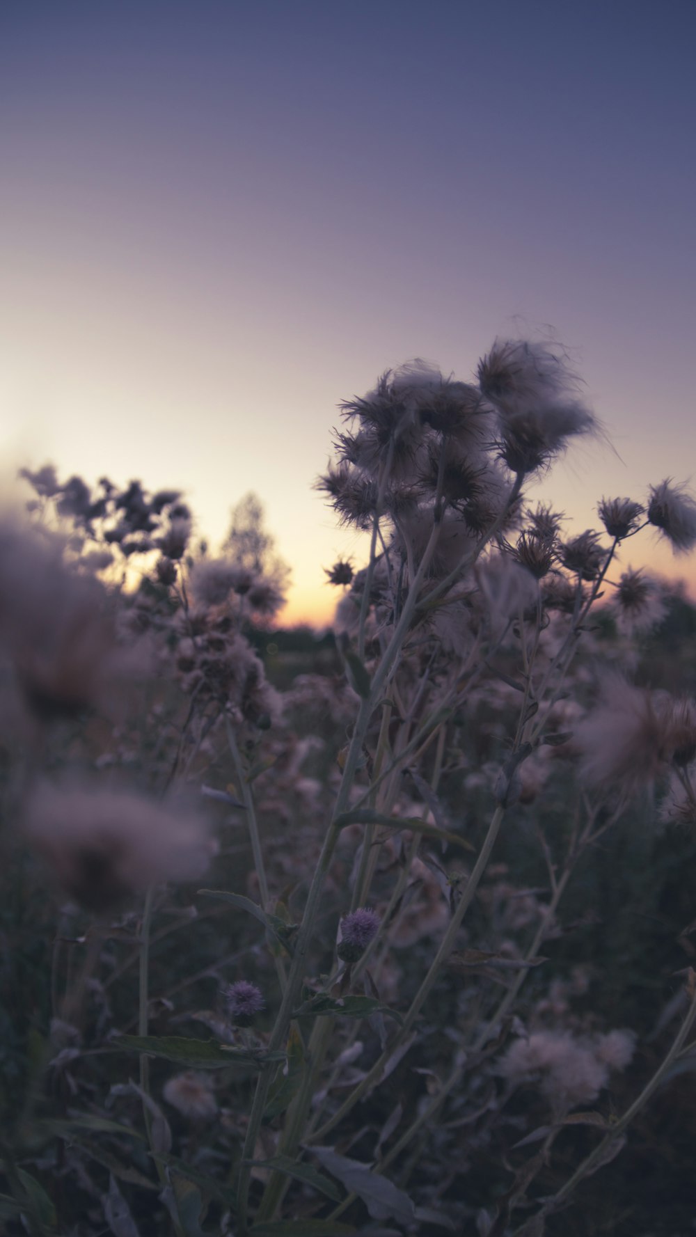 a field of flowers