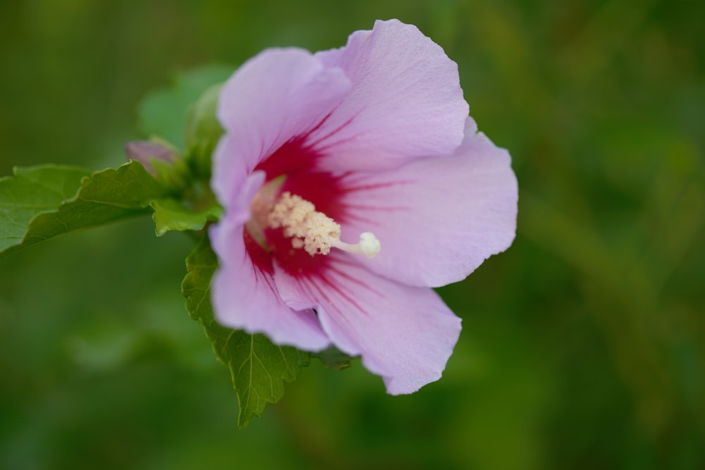 a close up of a flower