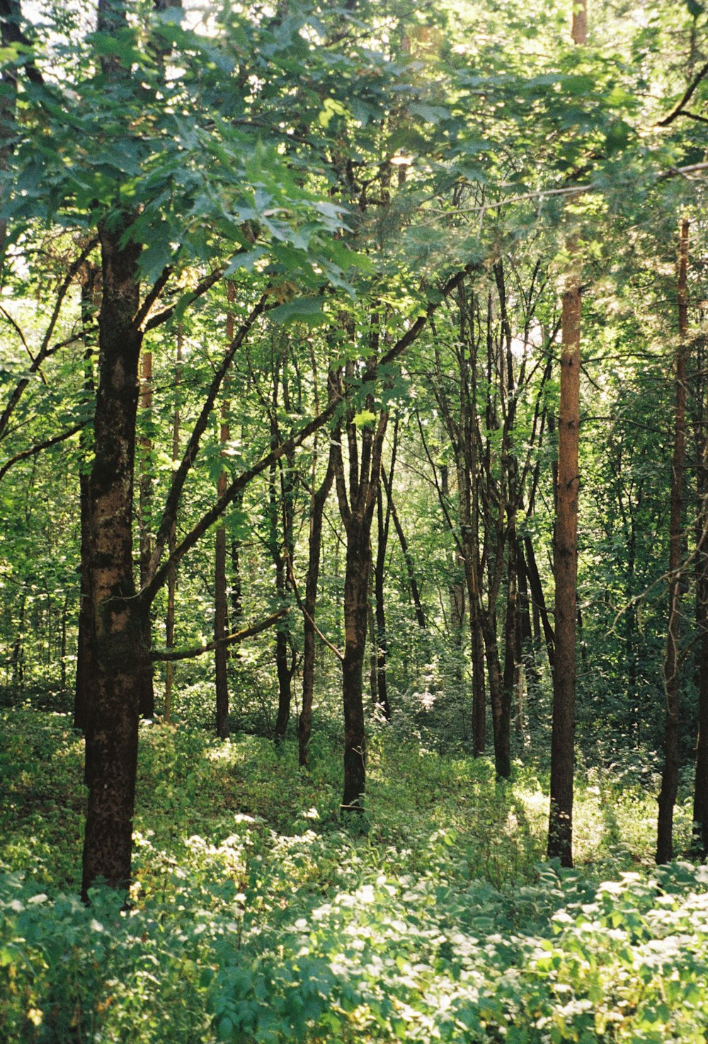 a forest of trees