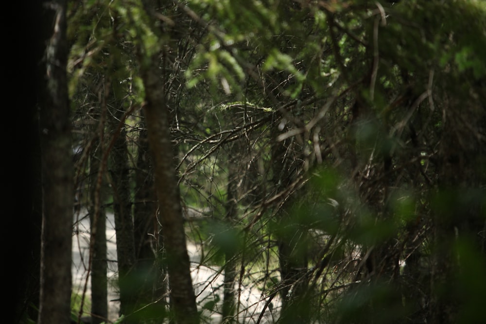 a forest of trees