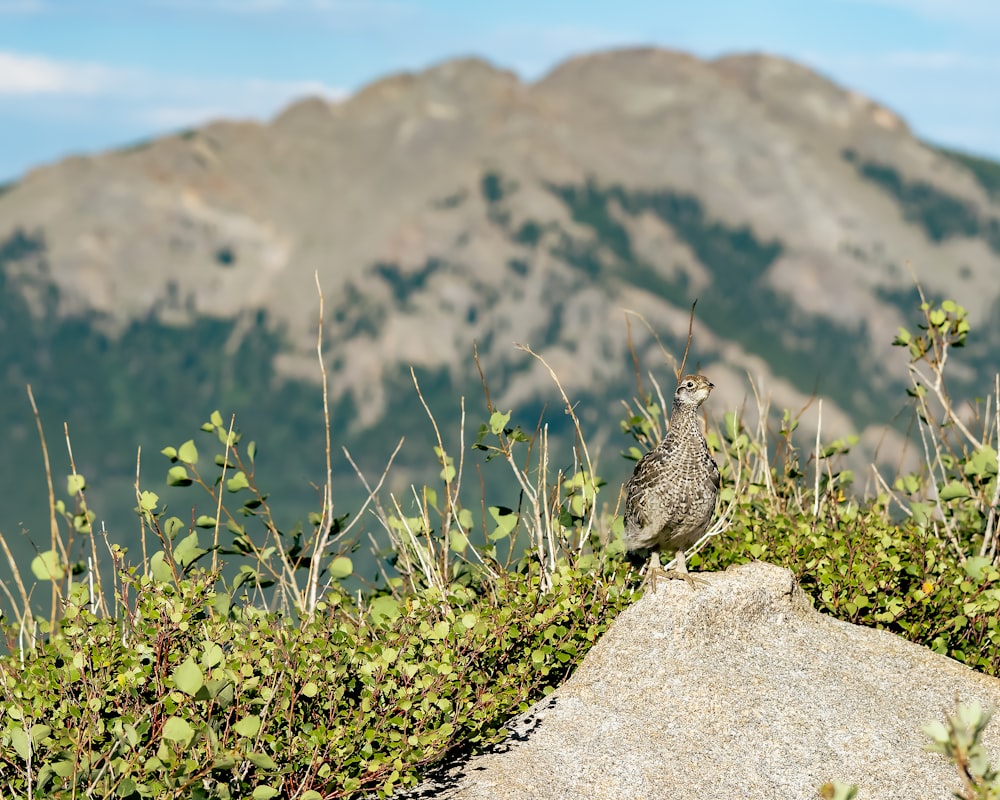 a bird standing on a rock