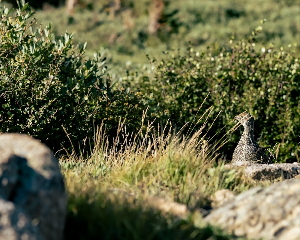 a bird standing on a rock