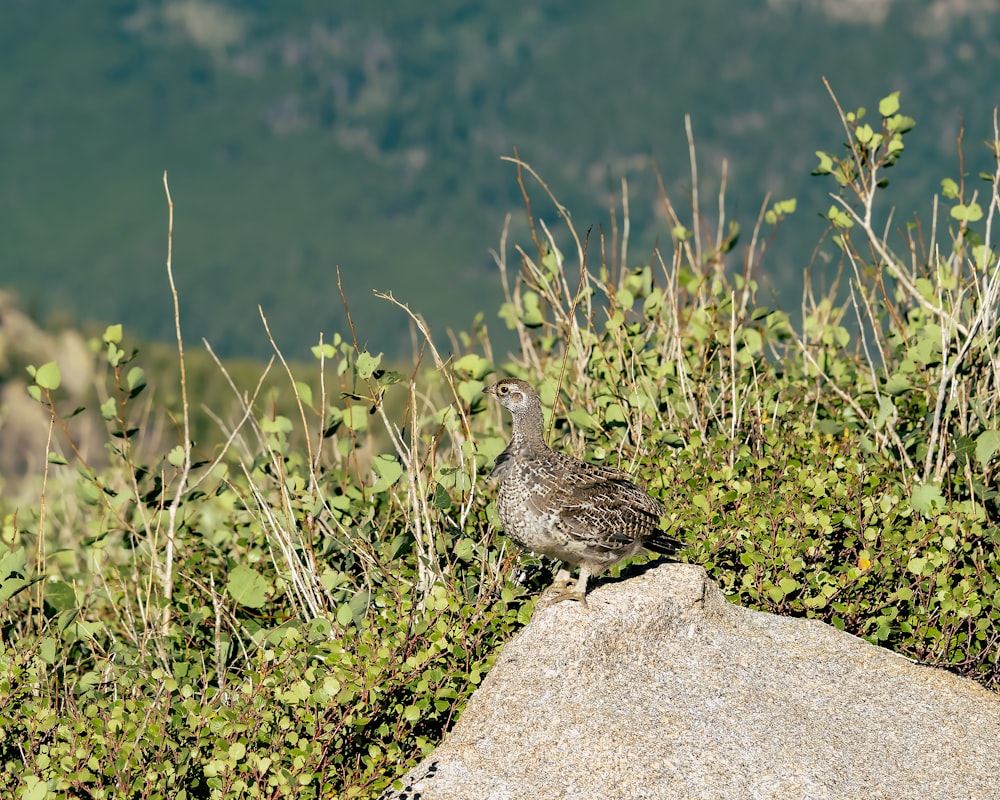 Un pájaro parado sobre una roca