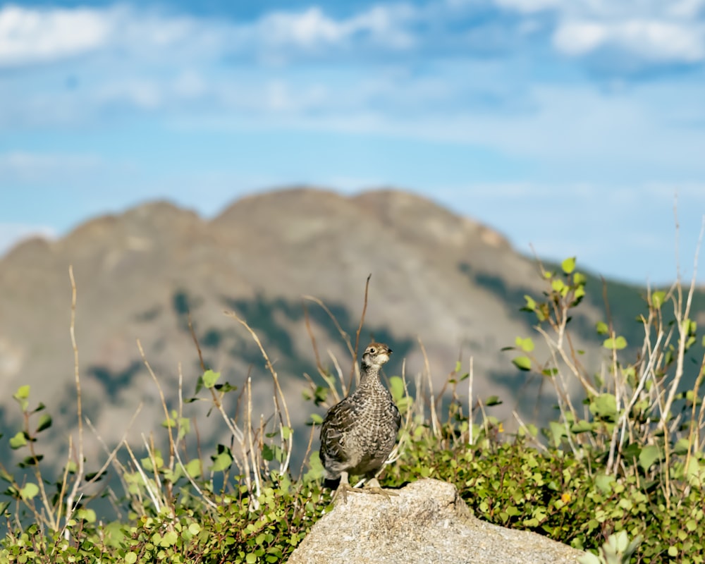 Un pájaro parado sobre una roca