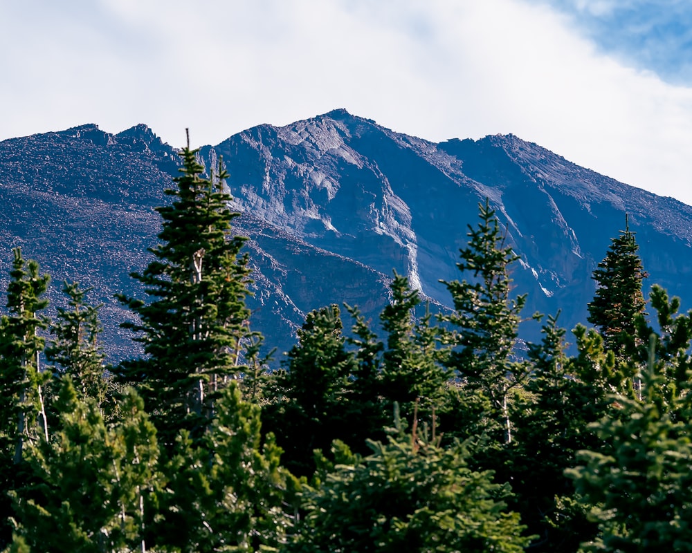 a group of trees in front of a mountain