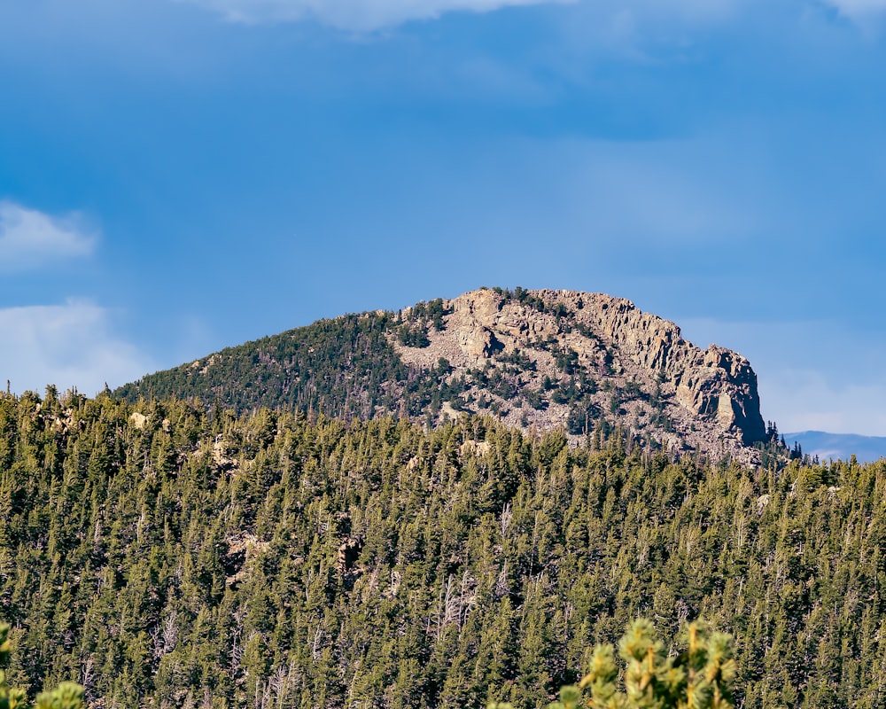 a mountain with trees on it