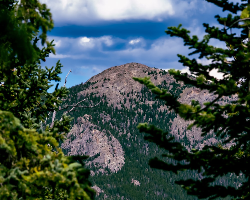 a mountain with trees and bushes