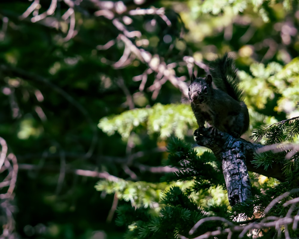 un écureuil sur une branche
