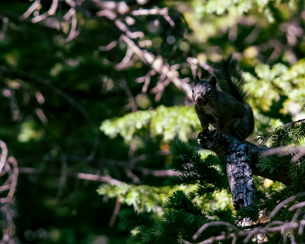 a squirrel on a branch