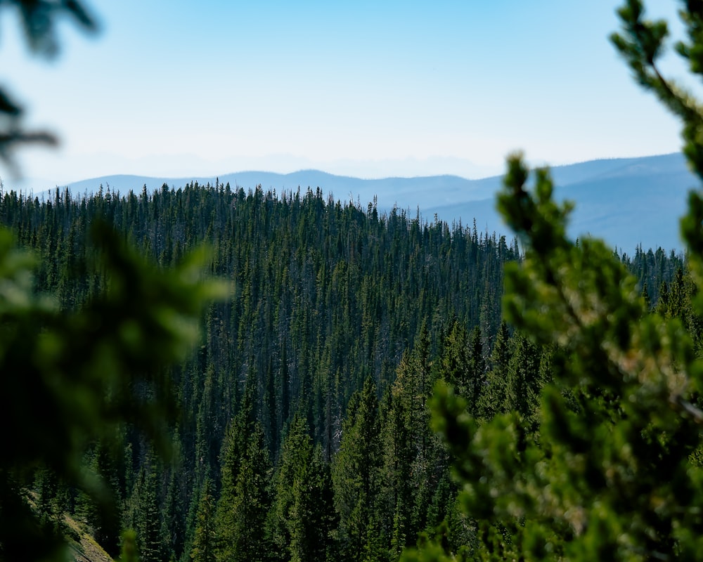 a forest of trees