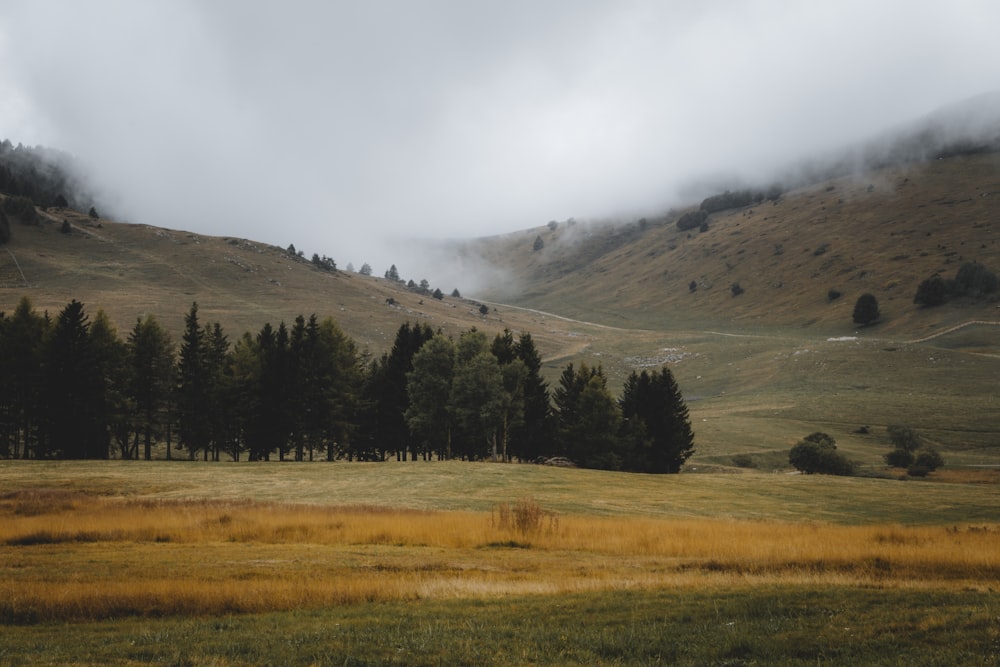 a grassy hill with trees on it