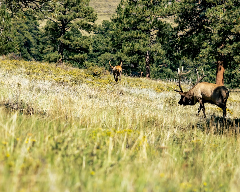 a couple of elk in a field