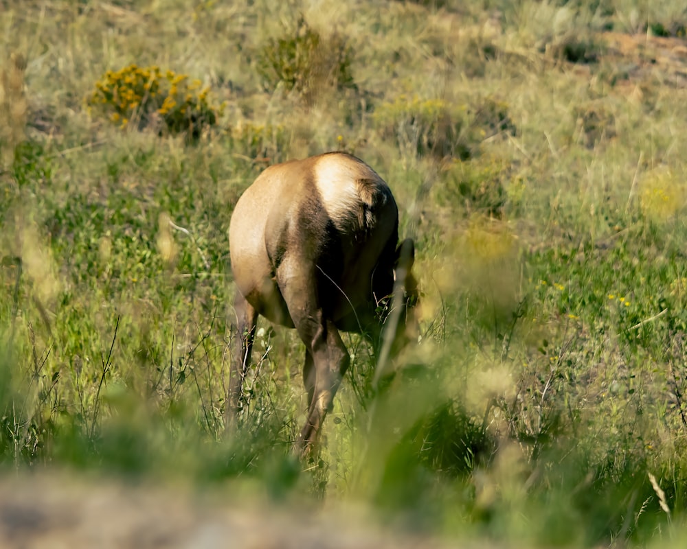 a deer in a field