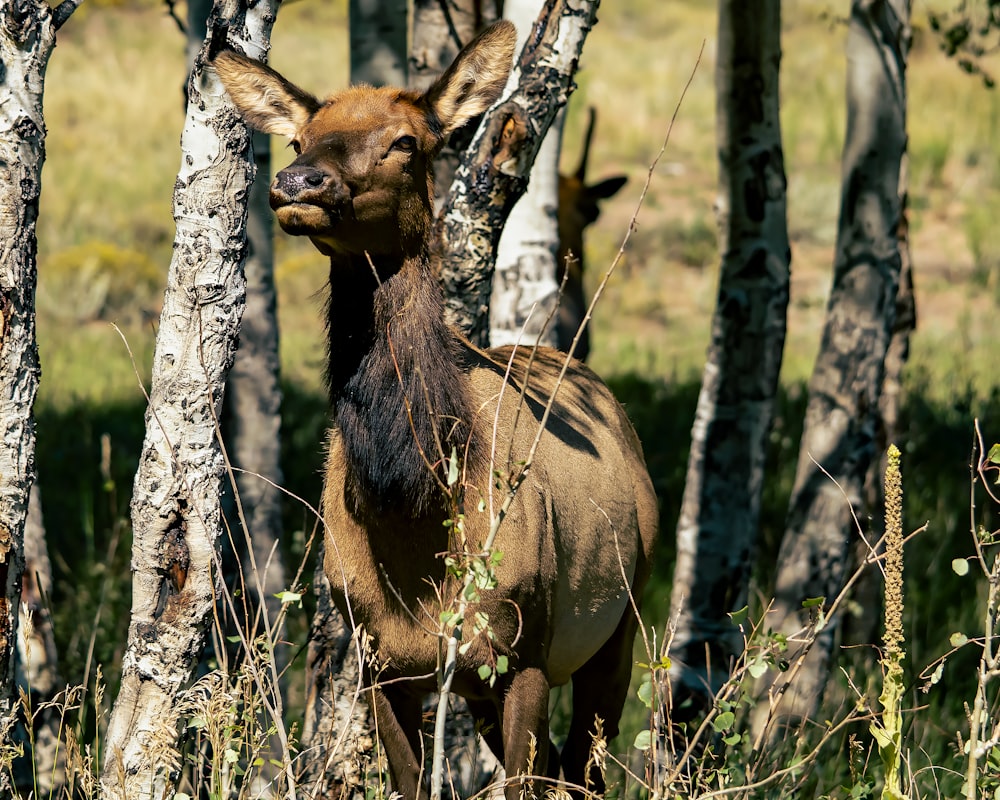 a couple deer in the woods