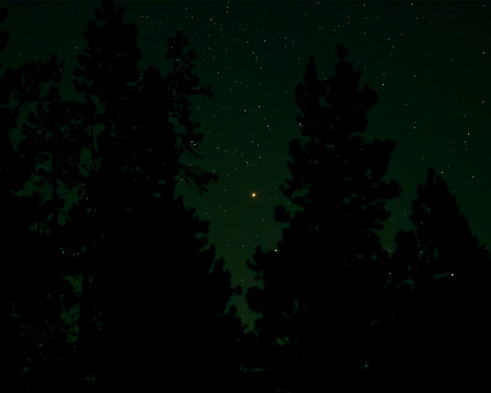 a group of trees at night