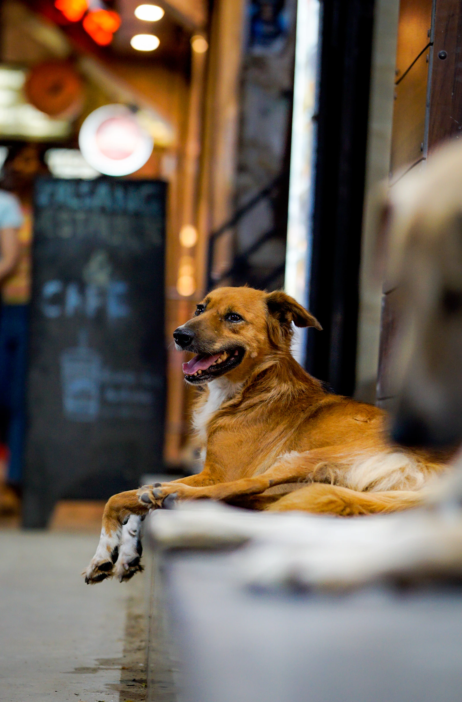 Perro suelto caminando por la calzada de una calle con tráfico