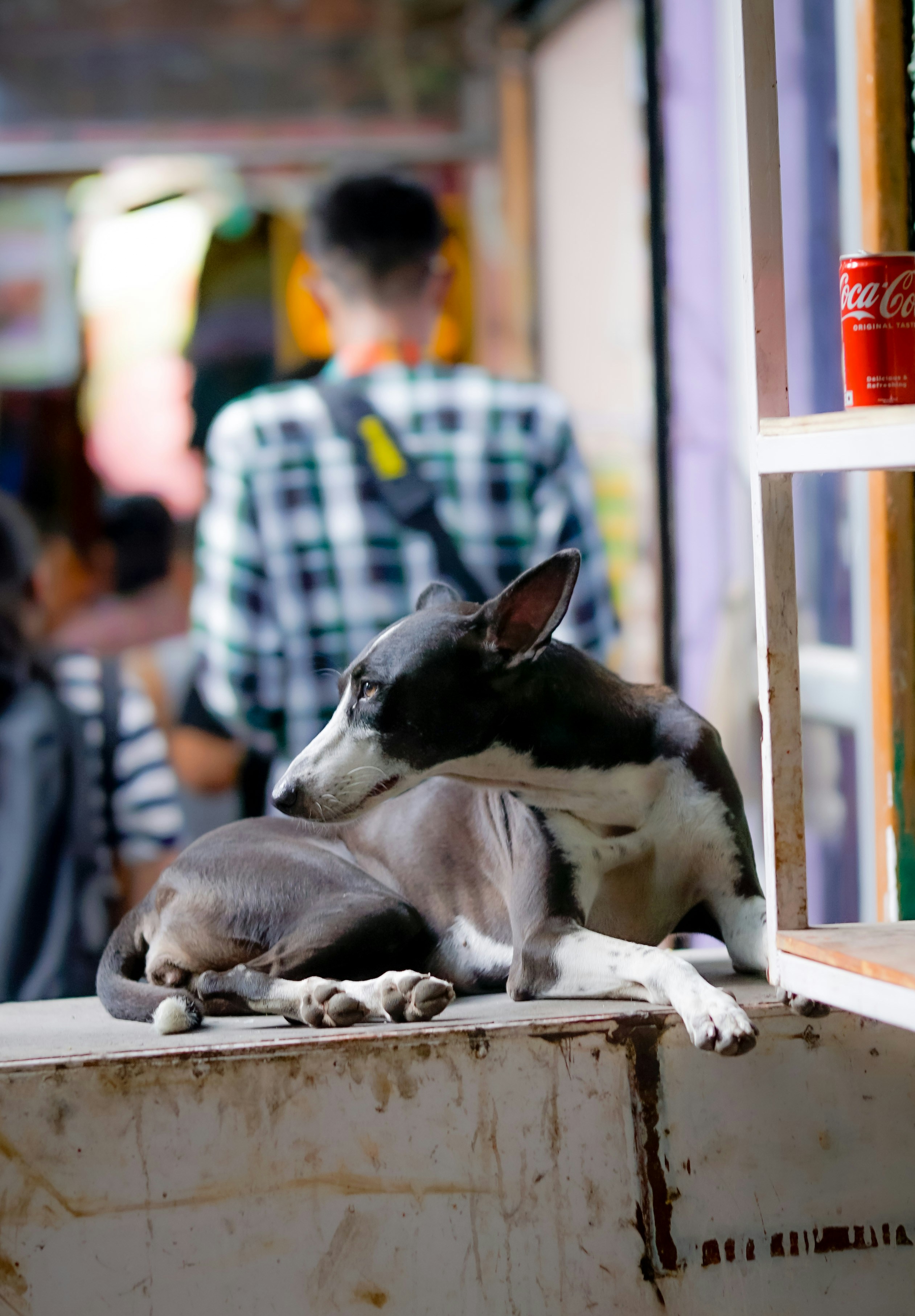 a baby goat lying on a bench