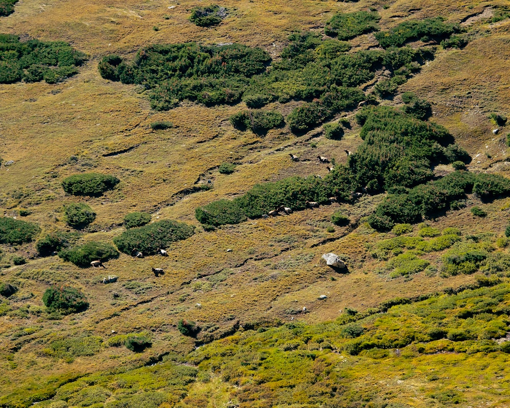 a landscape with trees and bushes