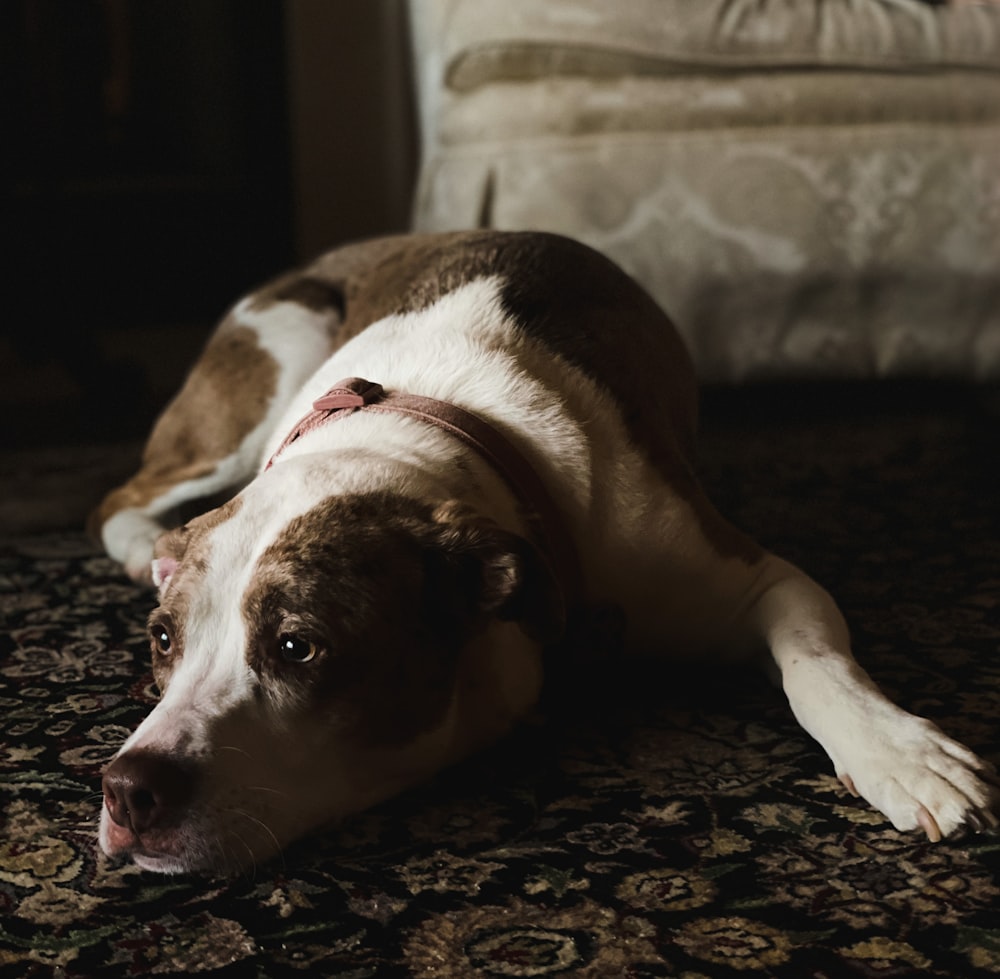 a dog lying on the floor