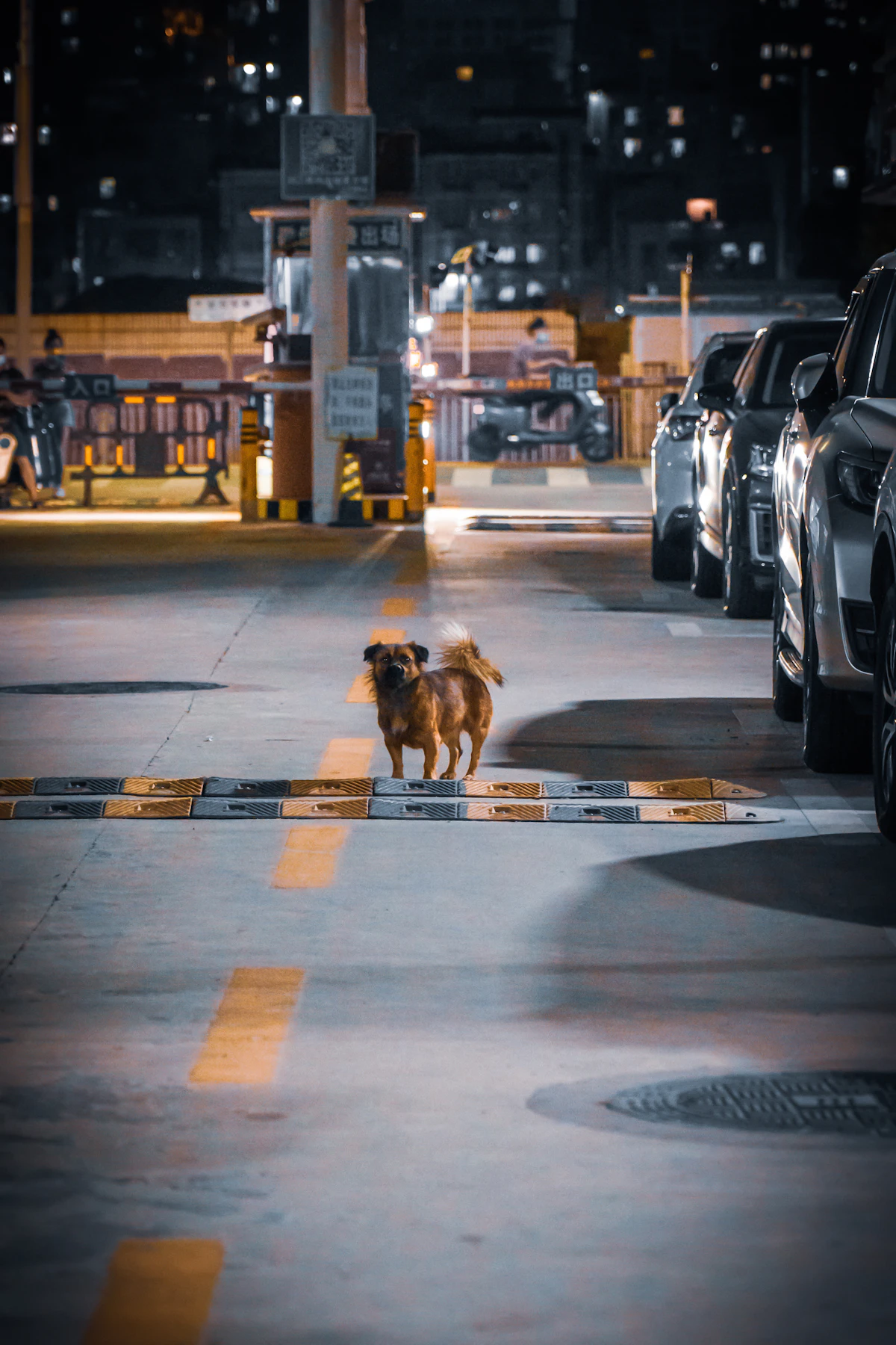 Cane in piedi a un angolo di strada la sera
