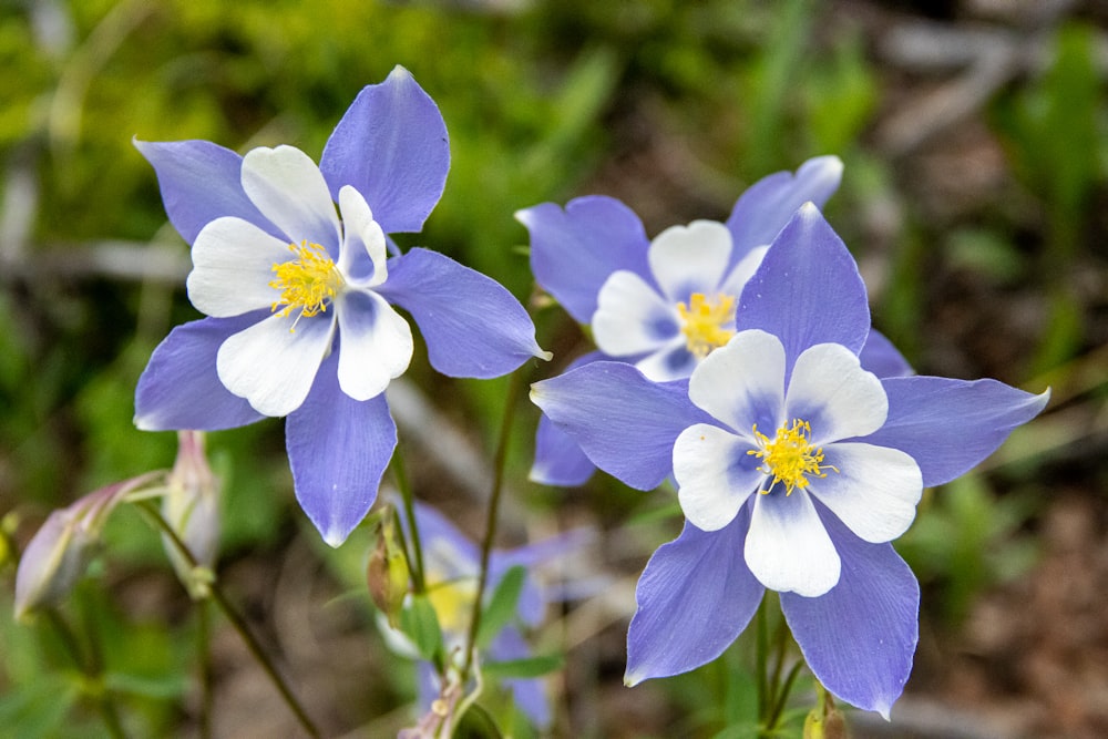 a group of blue flowers