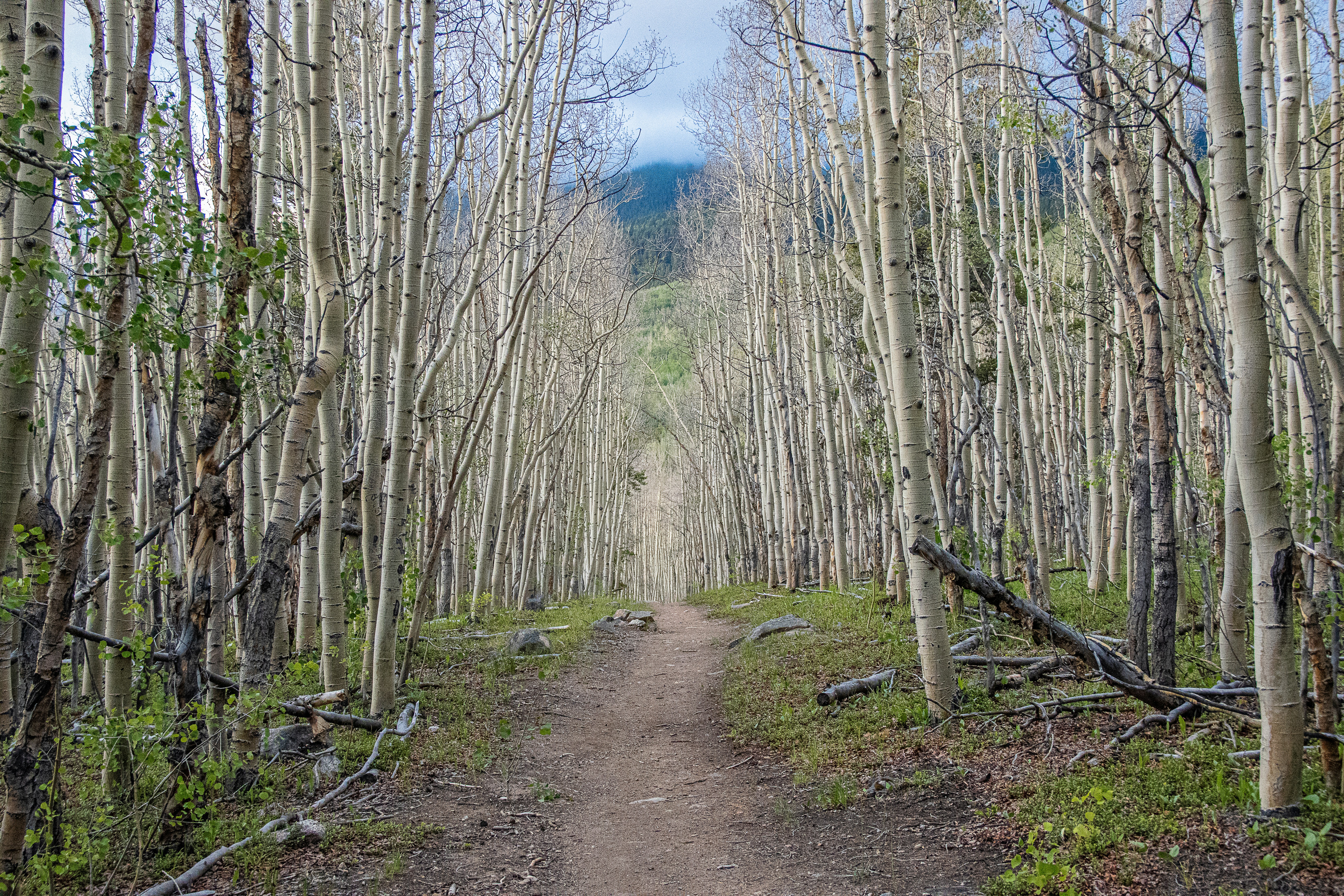 Trail landscape for Leadville Trail 100