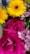 A vibrant bouquet of flowers featuring bright yellow daisies, magenta roses, and bi-colored purple and white carnations. The arrangement includes an exquisite blue thistle, adding texture and contrast. The composition is rich in color and texture, showcasing various floral shapes and sizes.