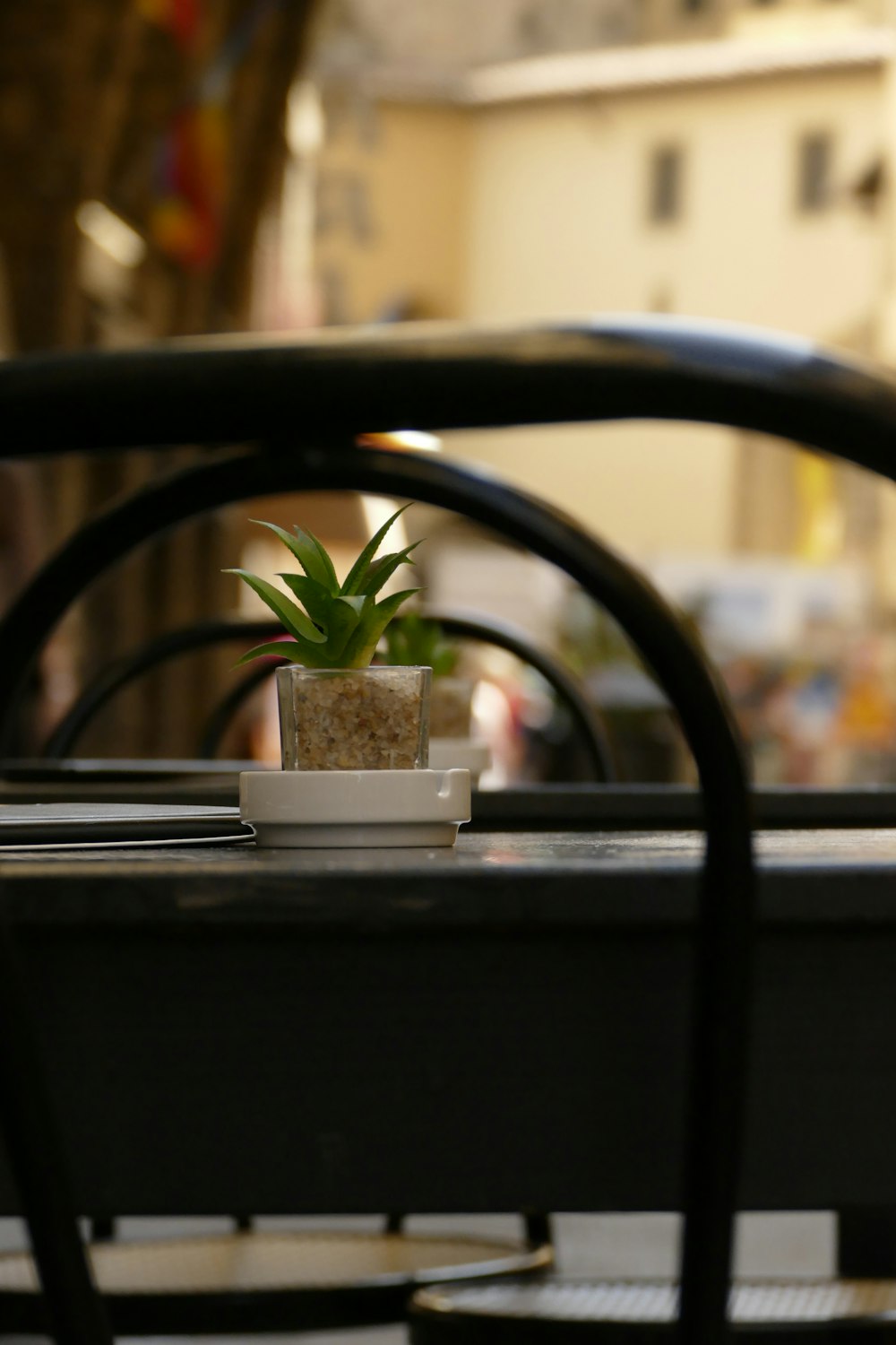 a small plant in a pot on a table