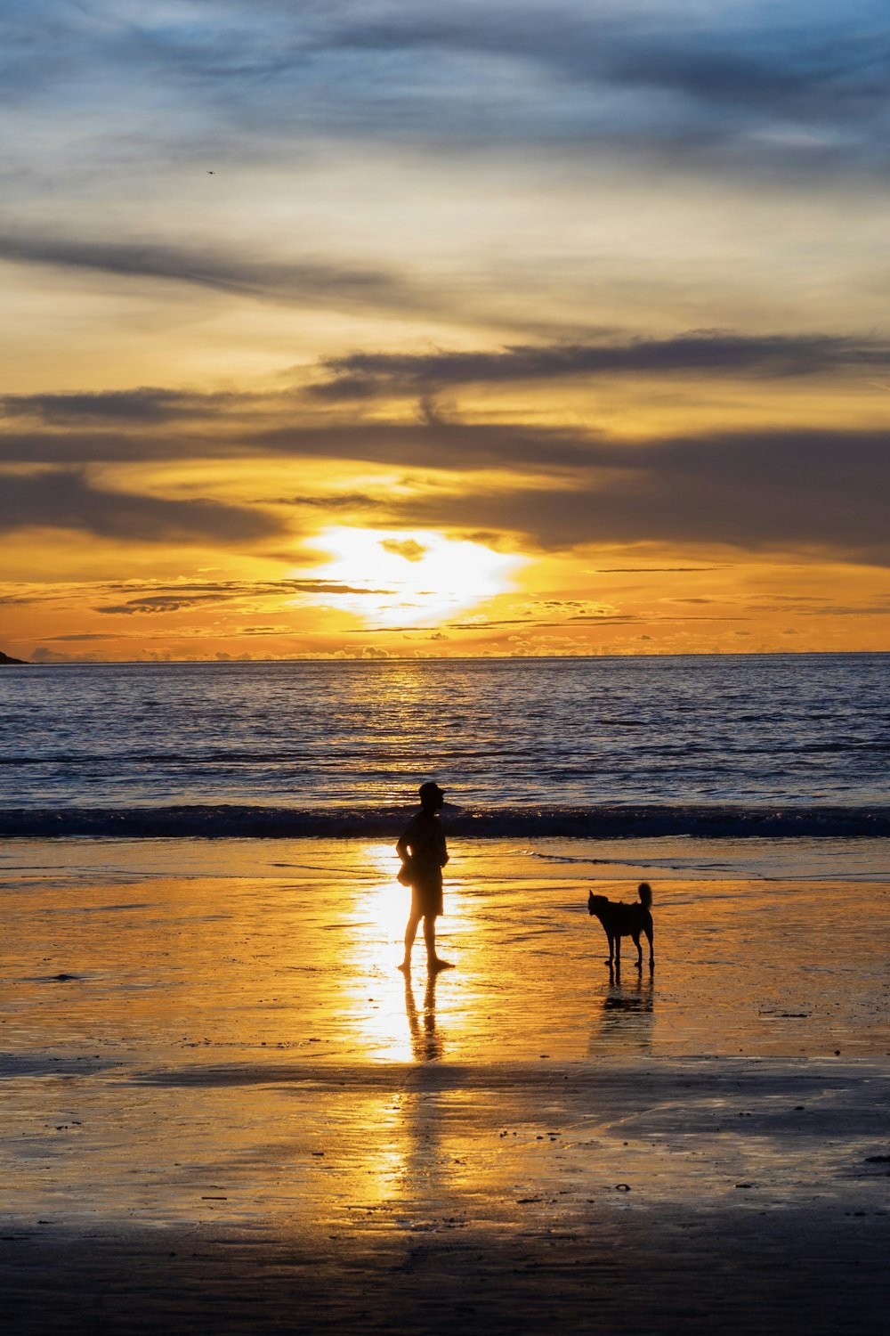 a person and a dog on a beach