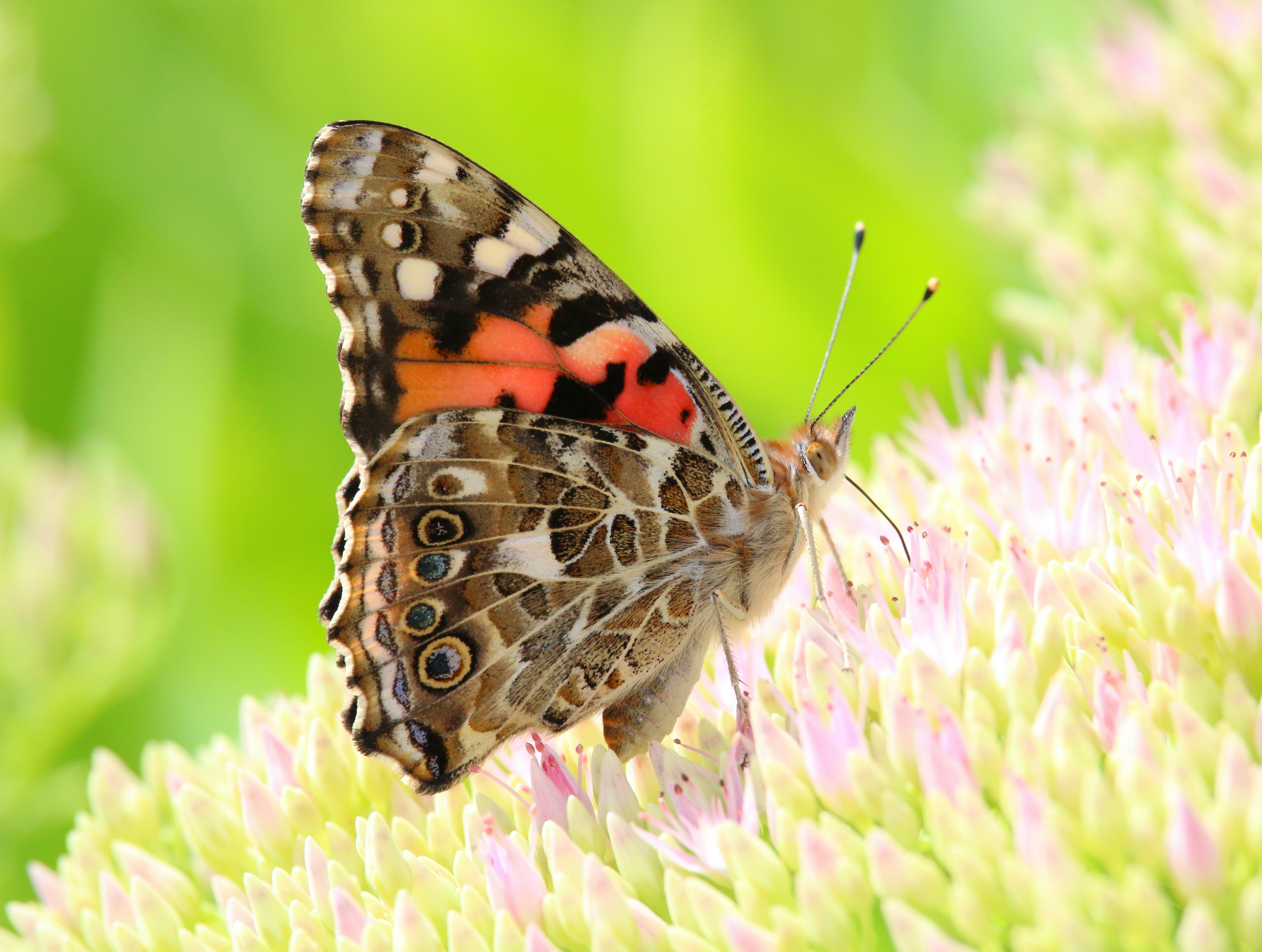 Photo by goldenplover31