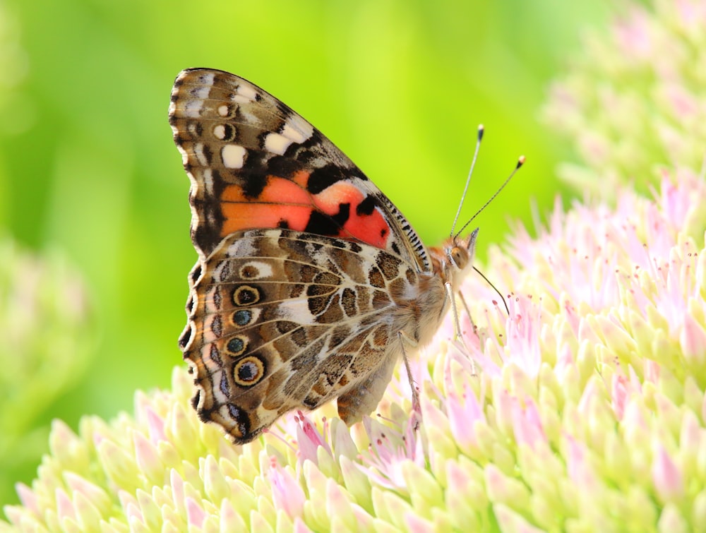 a butterfly on a flower