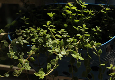 A healthy Blue Frequency plant in mid-growth, displaying sturdy branches and lush green leaves in a sunlit greenhouse.